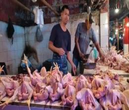 Ilustrasi harga Ayam potong turun di Pekanbaru akhir bulan ini (foto/int)